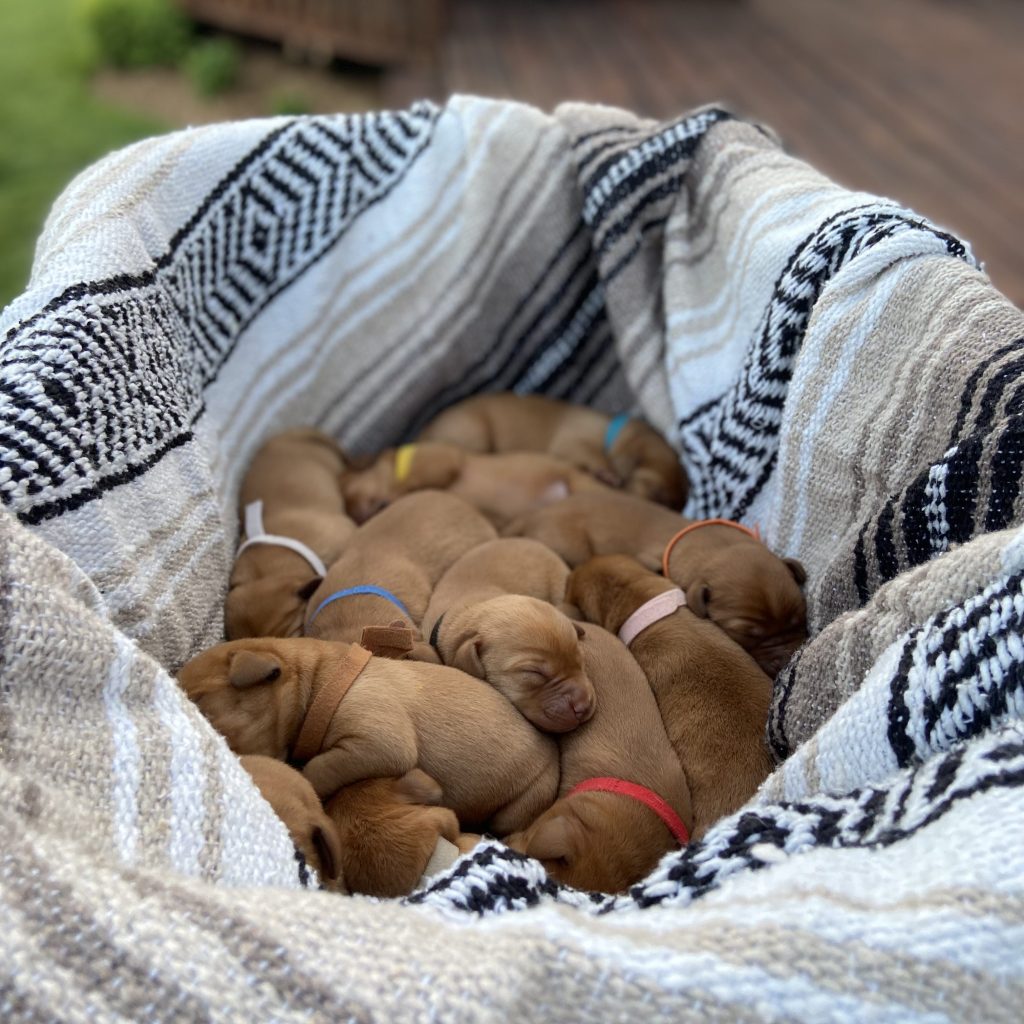 red lab puppy. red labrador retriever puppies. puppy eyes. puppies in a basket.Fox Red Labrador Retriever Bos Kennel Ontario Canada Health Tested Purebred Registered AKC CKC